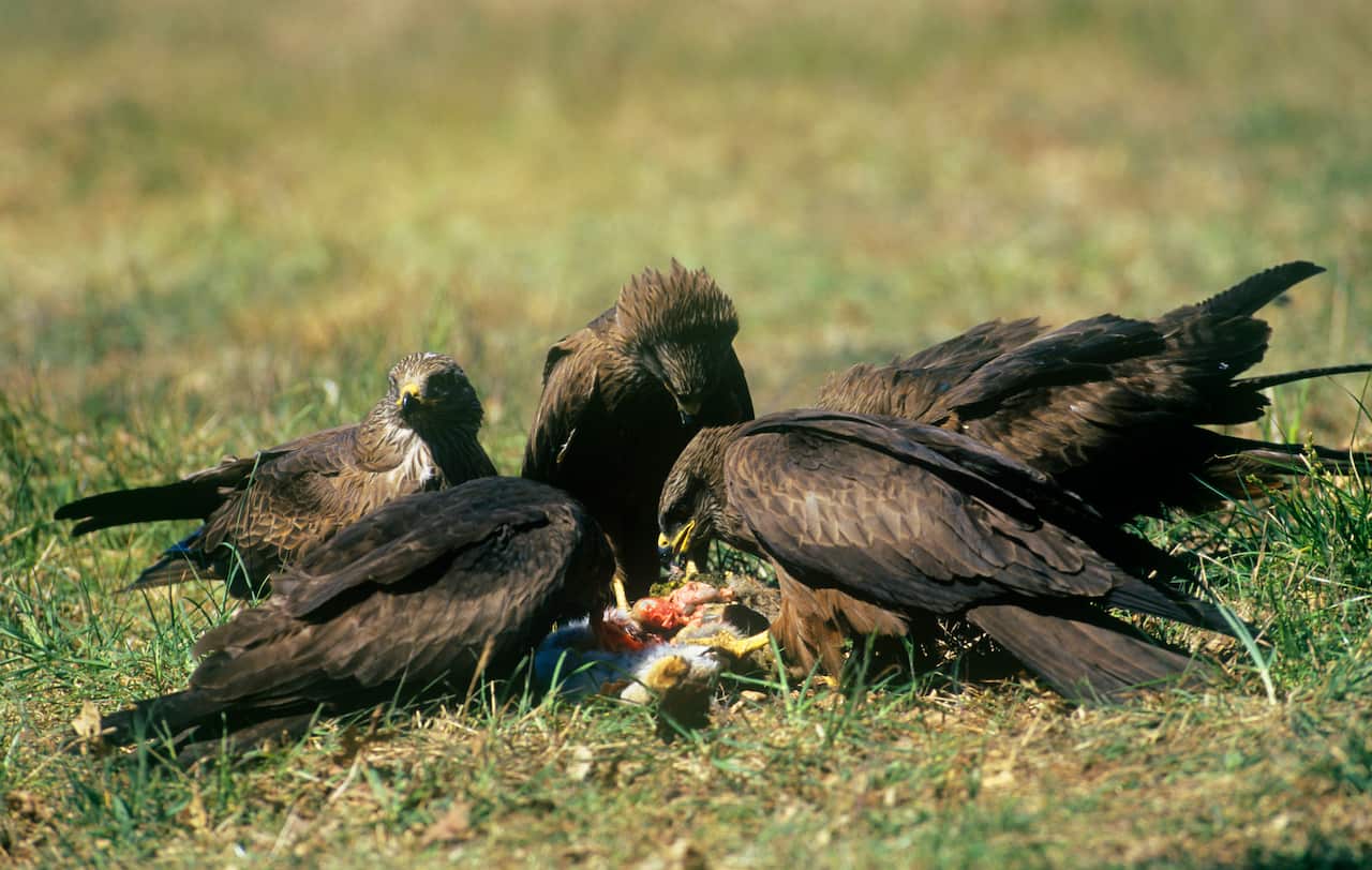 Black Kite - feeding on carrion togetherÊ (Milvus migrans) (AAP/Mary Evans/Ardea/M. Watson) | NO ARCHIVING, EDITORIAL USE ONLY