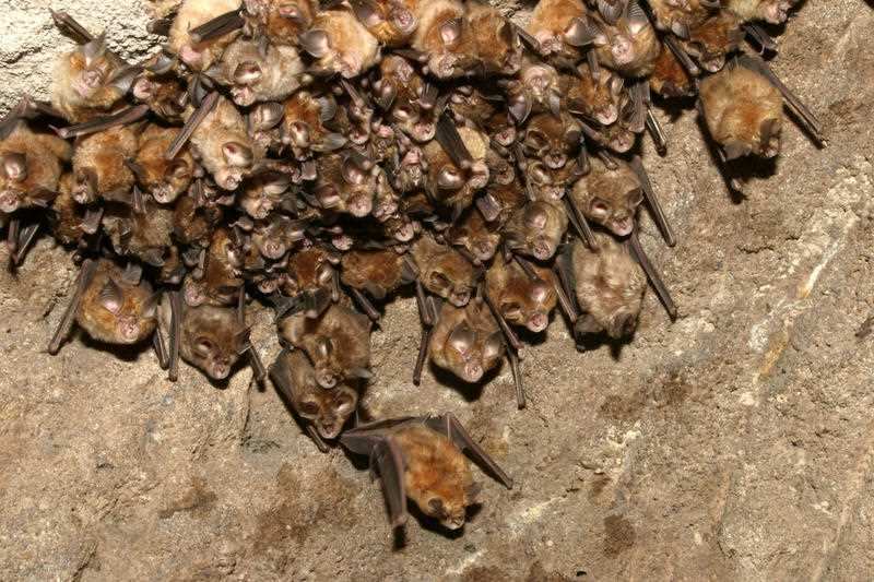 Great Indian Horseshoe Bats - mass hanging at roost. (Rhinolophus luctus) (AAP/Mary Evans/Ardea/M. Watson) | NO ARCHIVING, EDITORIAL USE ONLY NO ARCHIVING, EDITORIAL USE ONLY