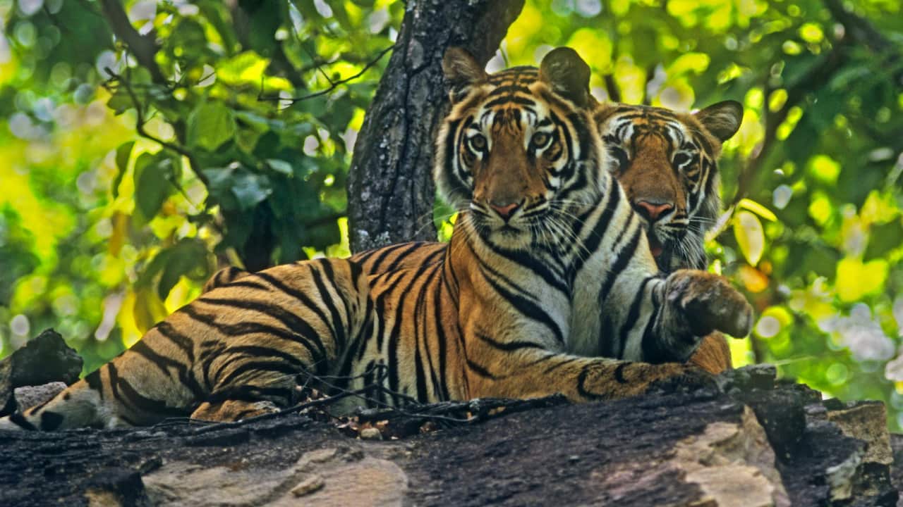 Royal Bengal / Indian Tiger (brothers) - on the hill-top (Panthera tigris)