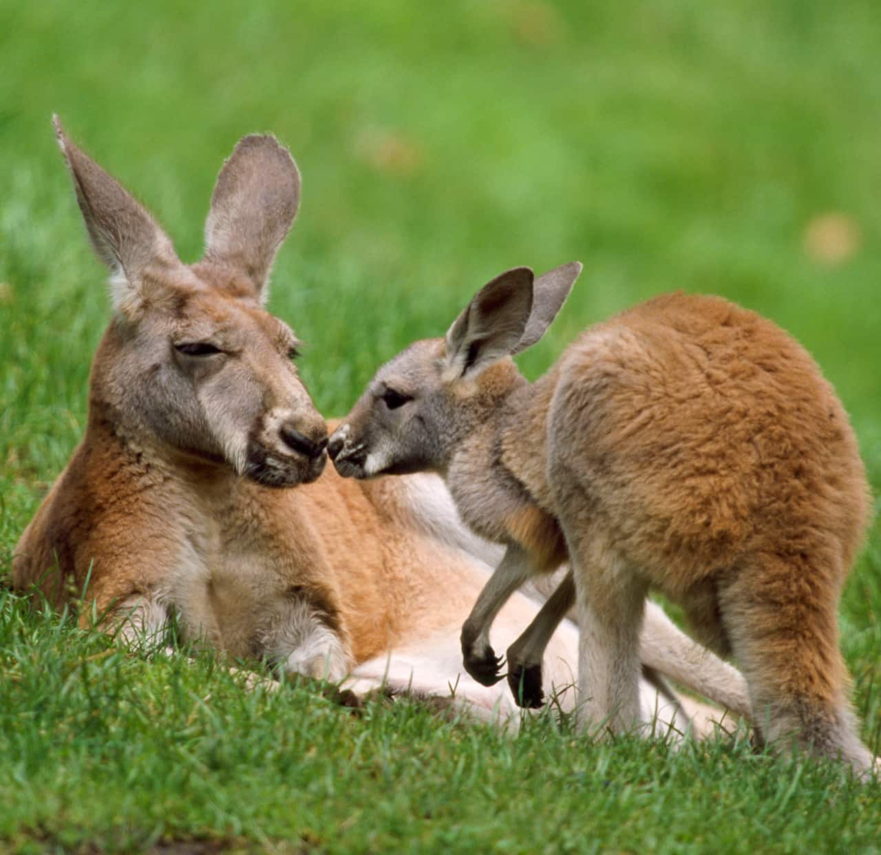 Red Kangaroo - female with offspring (Macropus rufus) (AAP/Mary Evans/Ardea/Duncan Usher) | NO ARCHIVING, EDITORIAL USE ONLY