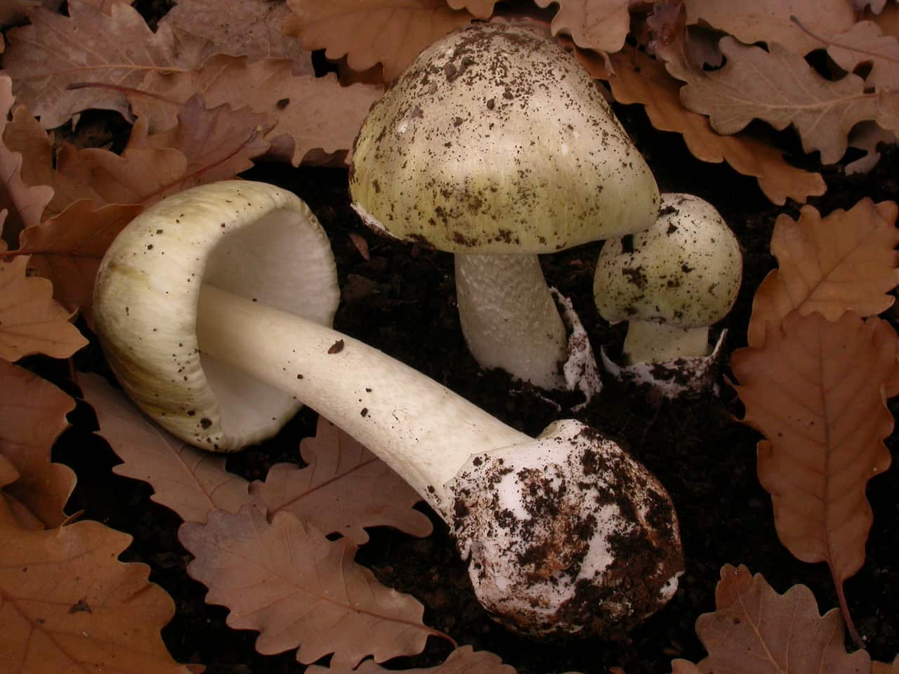 Supplied undated image obtained Wednesday, May 1, 2013 of Death Cap mushrooms.