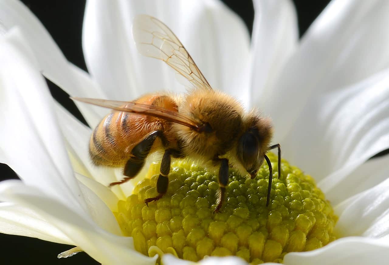 Bees account for 80% of plant pollination by insects, which is vital to global food production.