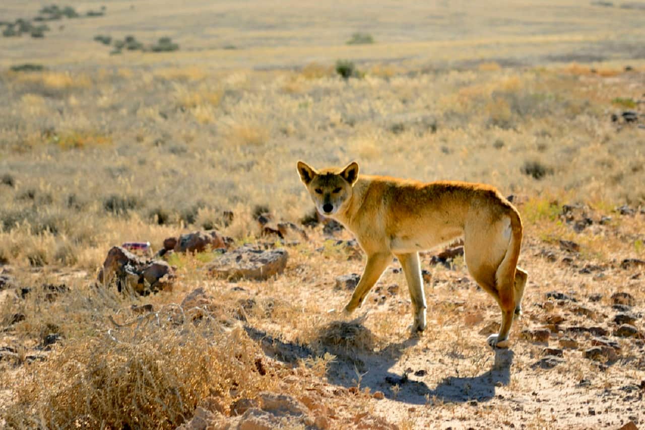 Wild dingo
