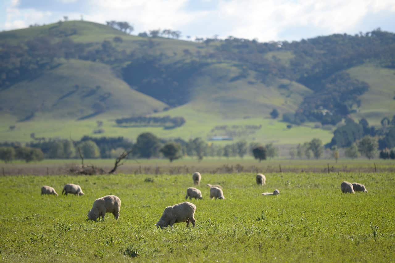 Sheeps are seen grazing on a paddock in Bungendore near Canberra, Thursday, April 17, 2014. (AAP Image/Lukas Coch) NO ARCHIVING
