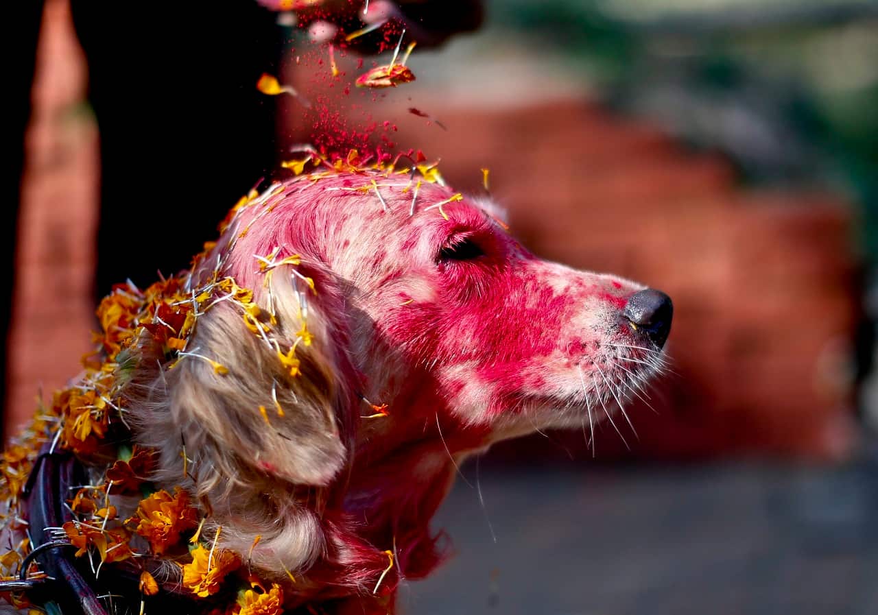 Kukur Tihar Day of the Dog, Nepal
