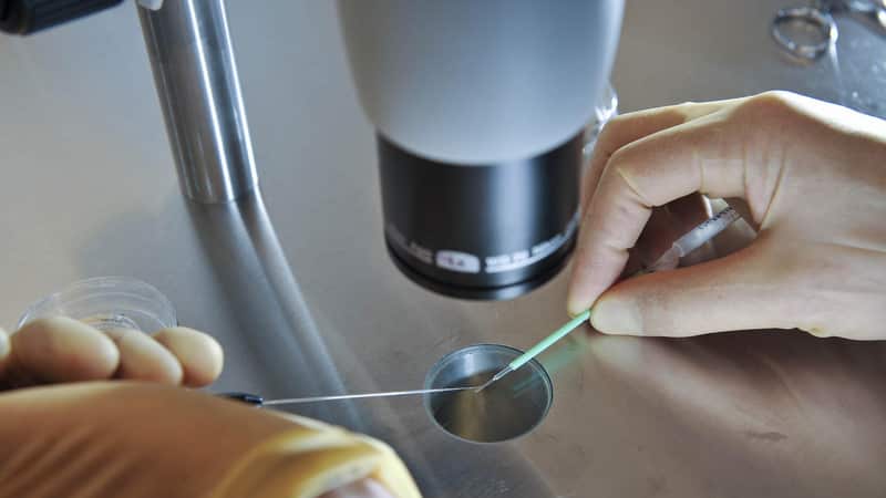 A scientist works during an IVF process. 