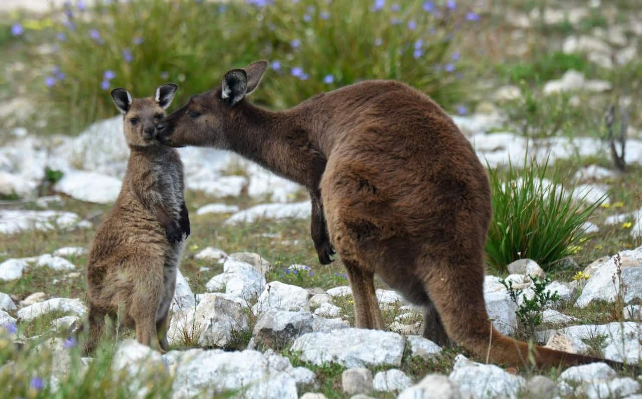 Two kangaroos getting cuddly on Kangaroo Island, off the south coast of South Australia. The sub-species of Western Grey kangaroos is endemic to the island.