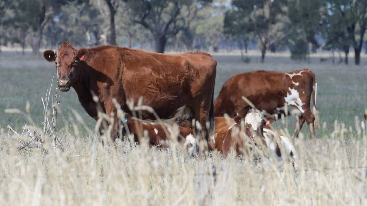 Cattle stand in a field south of the Murray Goulburn manufacturing facilities in Rochester, Wednesday, May 3, 2017.
