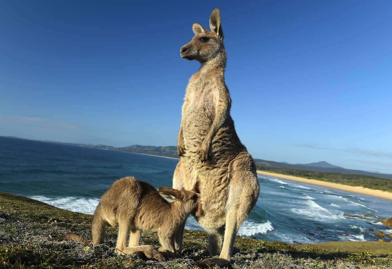 An eastern grey kangaroo joey feeds from it's mother at sunrise on Look At Me Now Headland, north of Coffs Harbour.