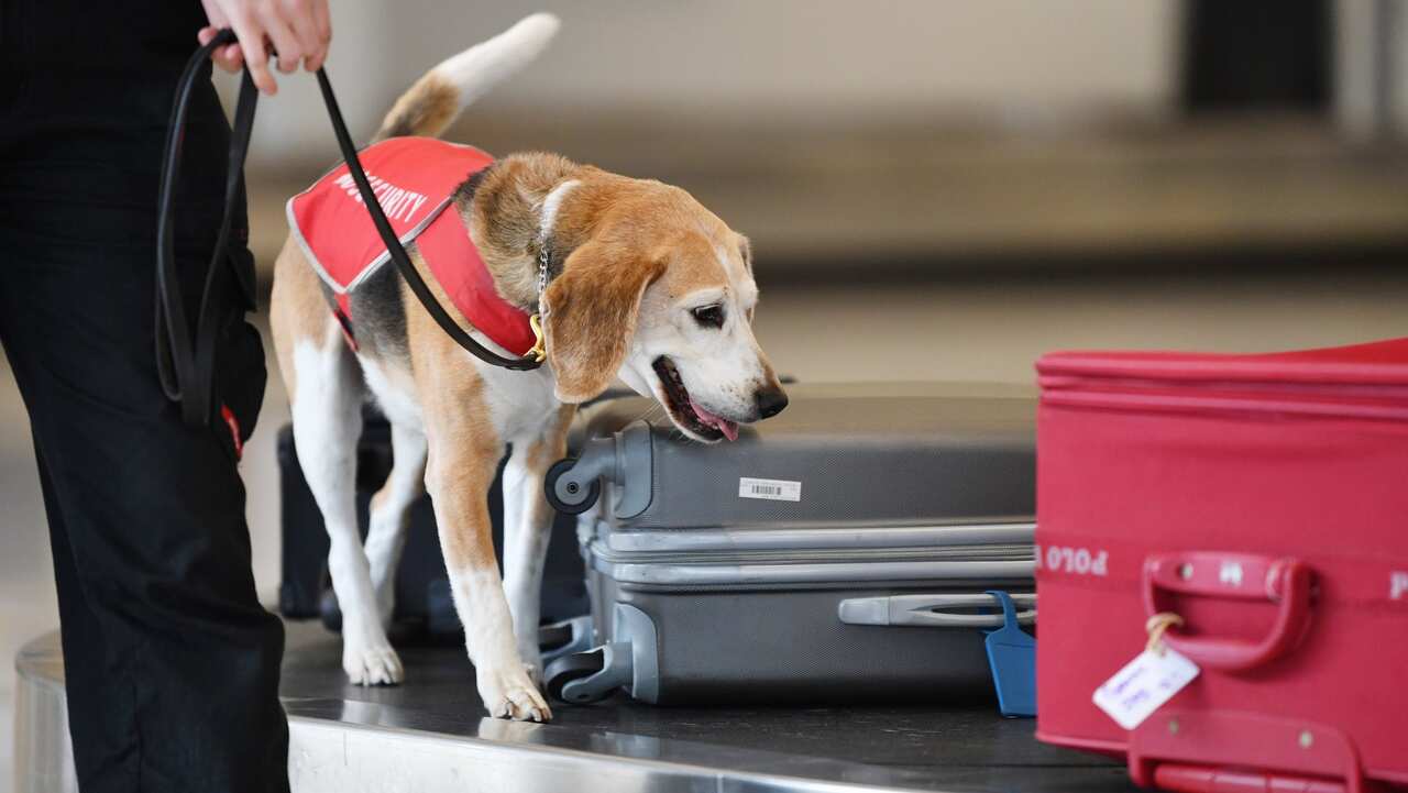 Dog Checking in Airport