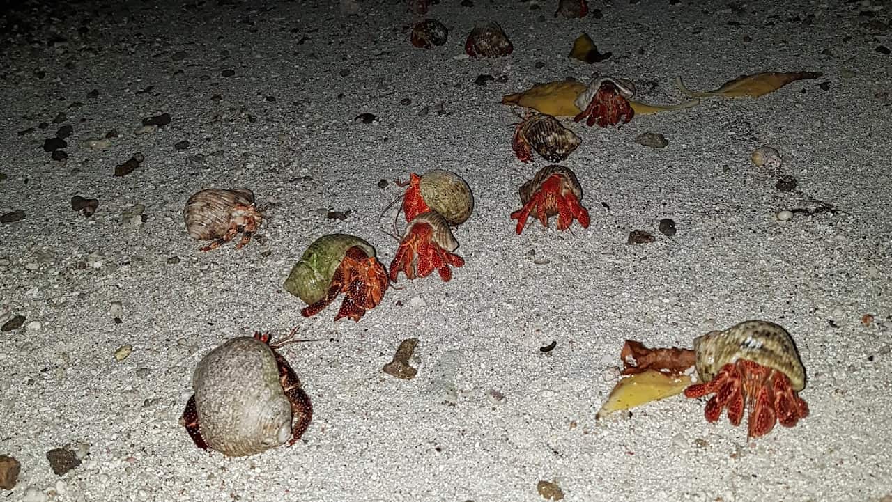 Die einheimischen Krebse haben unter den Ratten gelitten.