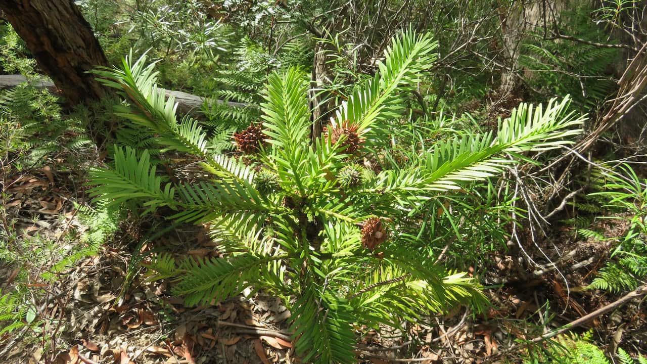 Wollemi Pine, en peligro crítico de extinción.