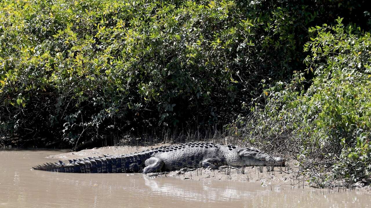 The Adelaide River is home to thousands of both saltwater and freshwater crocodiles.