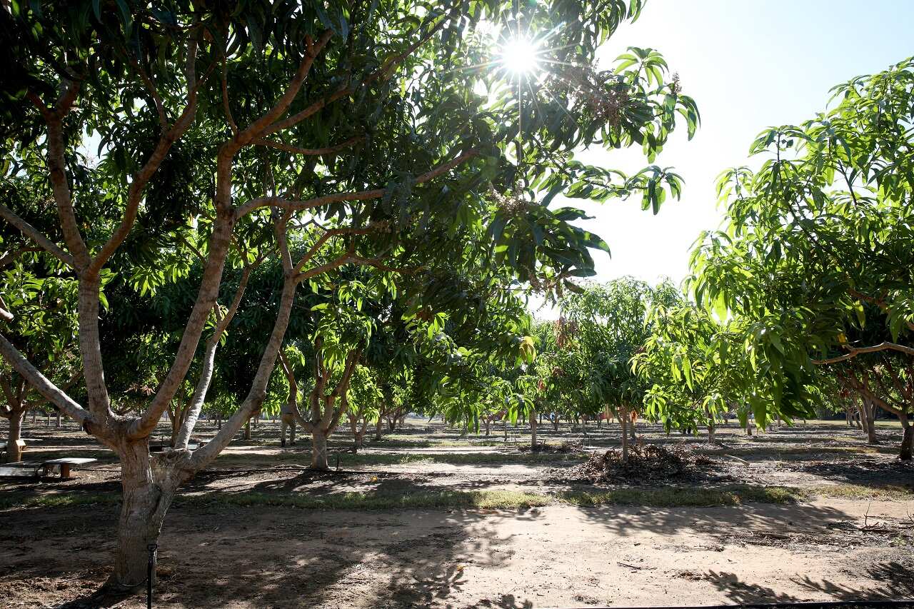Mango farming research trees at Coastal Plains Research Farm, 60km east of Darwin in the Northern Territory.