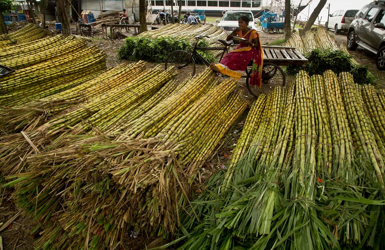 Sugarcane India