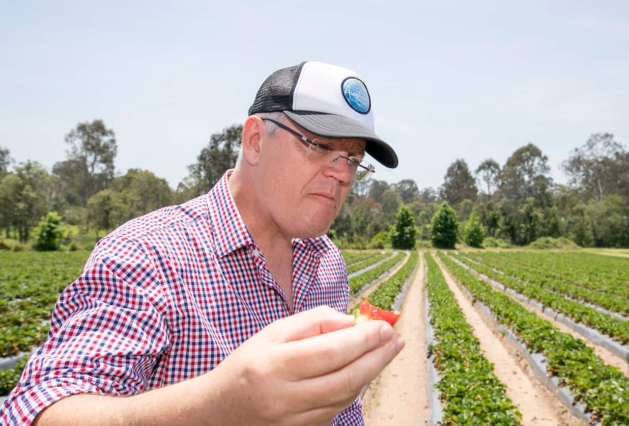 Australia's Prime Minister Scott Morrison is seen during a visit to a strawberry farm in Chambers Flat in southeast Queensland, Monday, November 5, 2018. (AAP Image/Tim Marsden) NO ARCHIVING