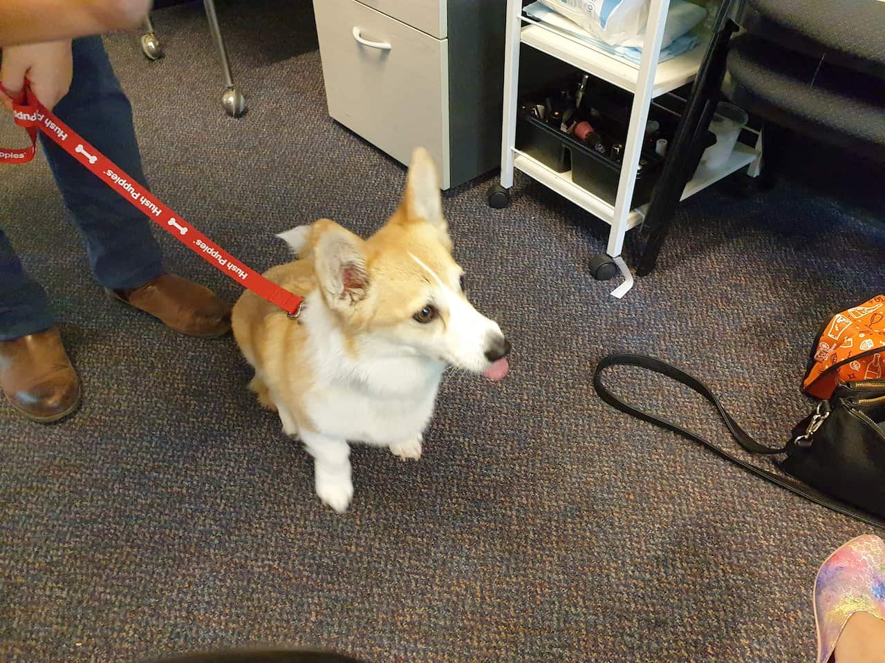 La perrita Estella participa  con su dueño Victor Law.