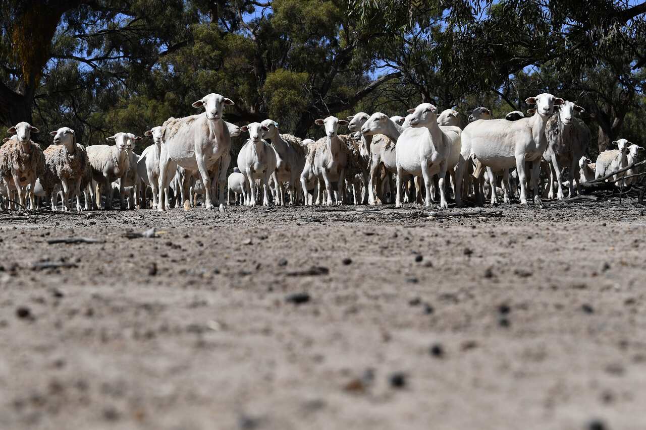 Sheep move across the barren grazing land of sheep farmer Wayne Smith's property near Pooncarie, Thursday, February 14, 2019. 