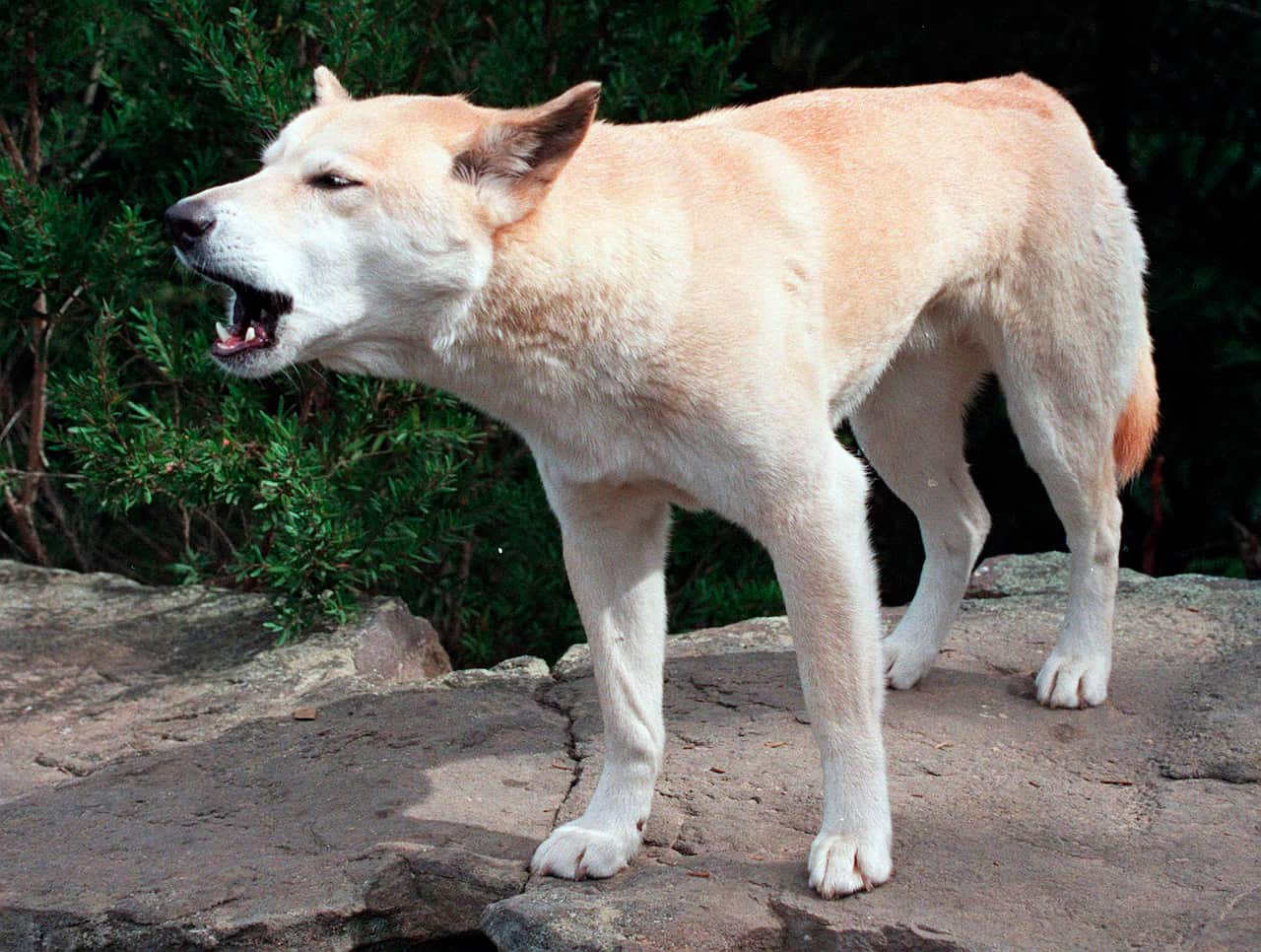 Dingo