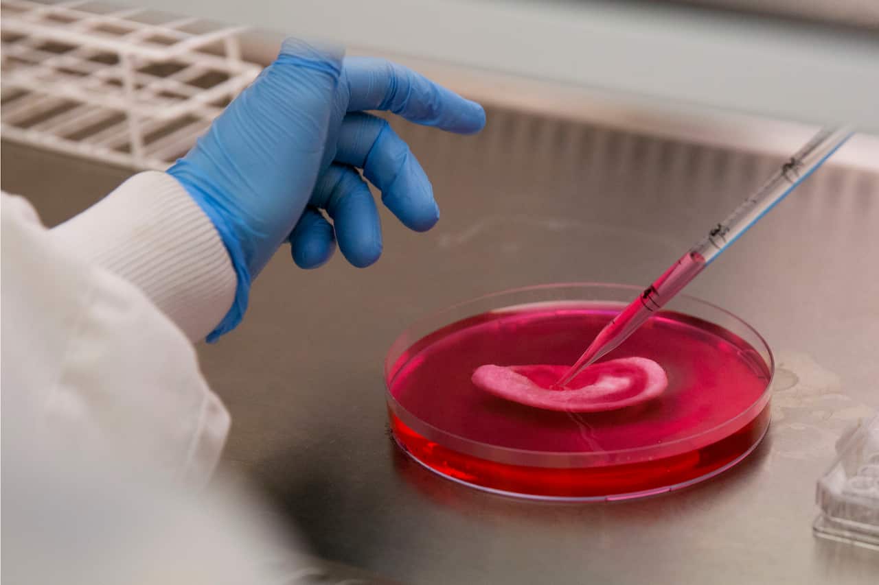 Dr Michelle Griffin, a plastic research fellow, demonstrates for photographs seeding stem cells onto a synthetic polymer ear at her research facility in the Royal Free Hospital in London, Monday, March 31, 2014. In a north London hospital, scientists are 