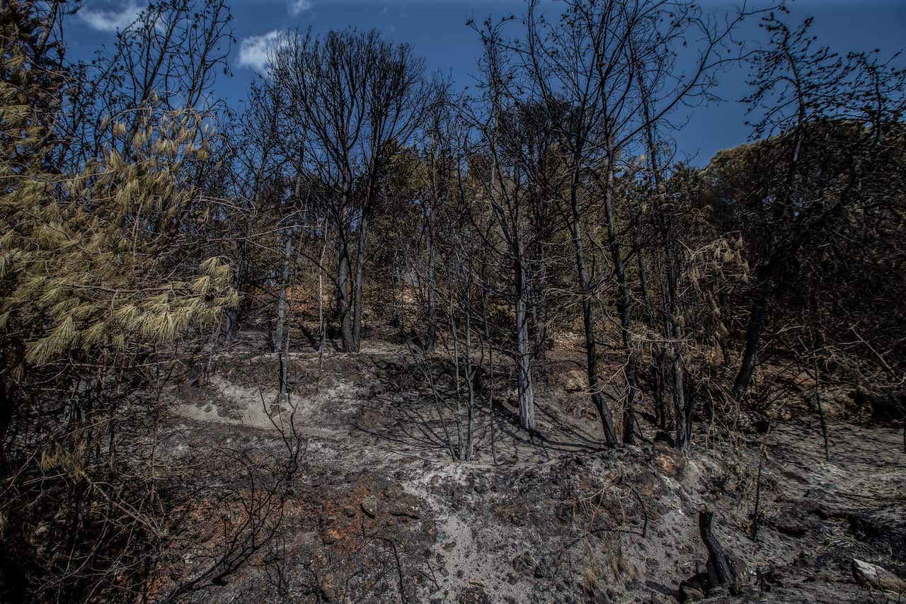A view shows burnt-out areas after wildfires in the Al-Mishref village, south-east Beirut, Lebanon, 16 October 2019. 