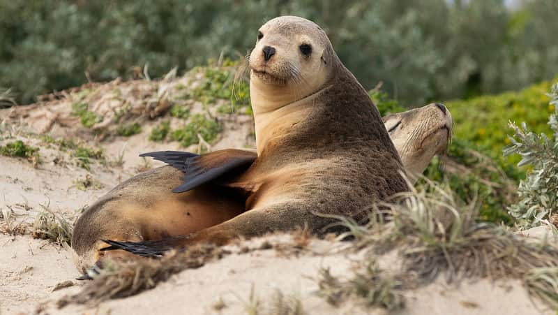 World first research into saving the sea lion pup populaiton on Kangaroo Island. PhD students Mariel Fulham and Shannon Taylor.