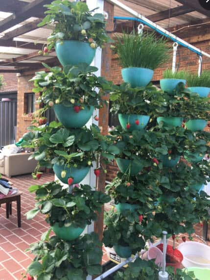 吊盆种植的草莓和韭菜，都种在张崇炎自制的立管式种植塑料管里