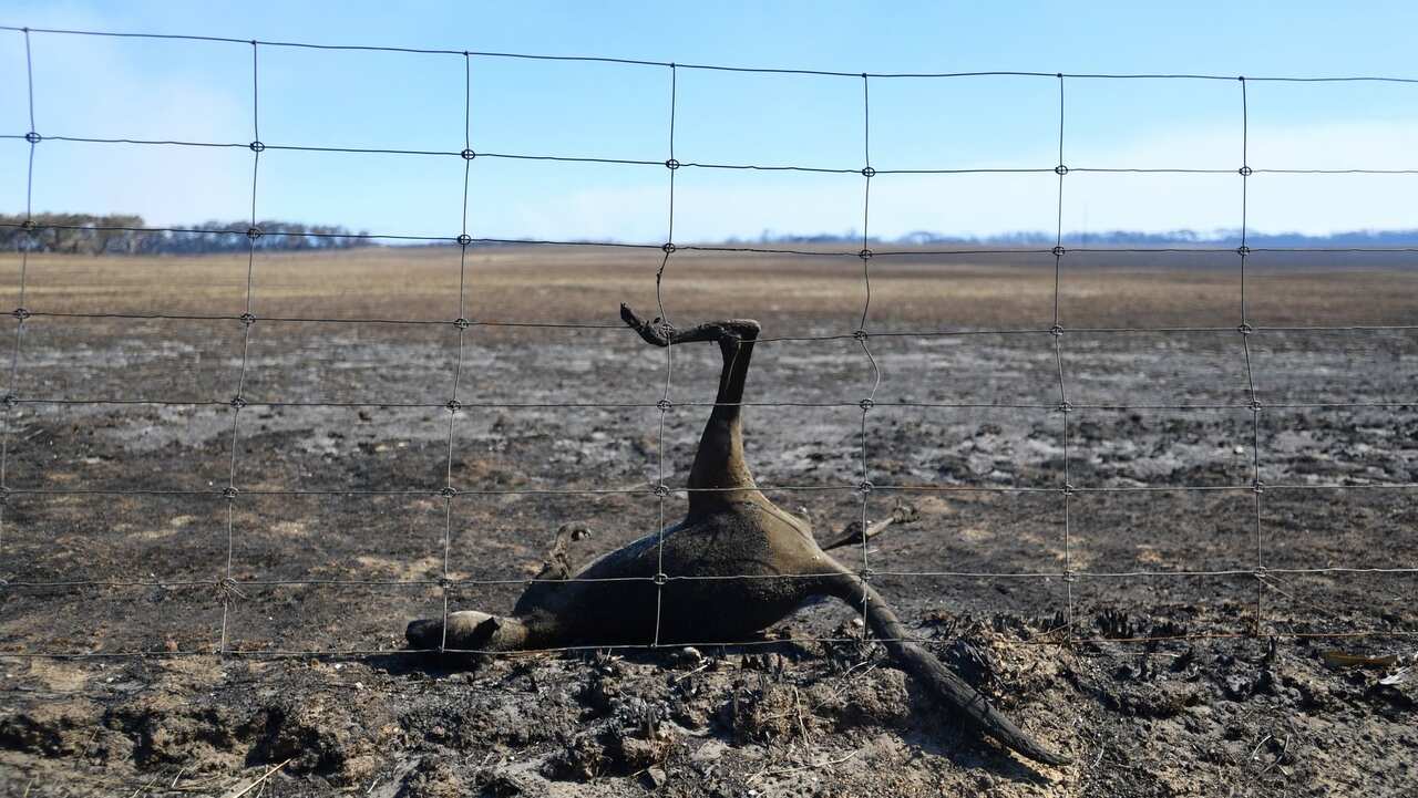 Bushfire kangaroo - AAP