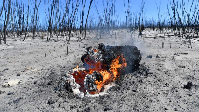 A general view of the damage done to the Flinders Chase National Park after bushfires swept through on Kangaroo Island.