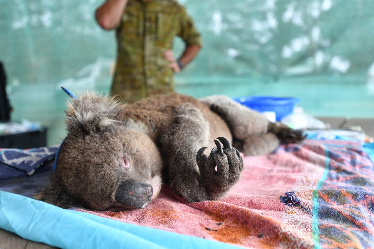 Vets and volunteers treat Koalas at Kangaroo Island Wildlife Park, on Kangaroo Island, southwest of Adelaide, Friday, January 10, 2020. Dozens of Koalas have been rescued from the fires over the past 5 days. (AAP Image/David Mariuz) NO ARCHIVING