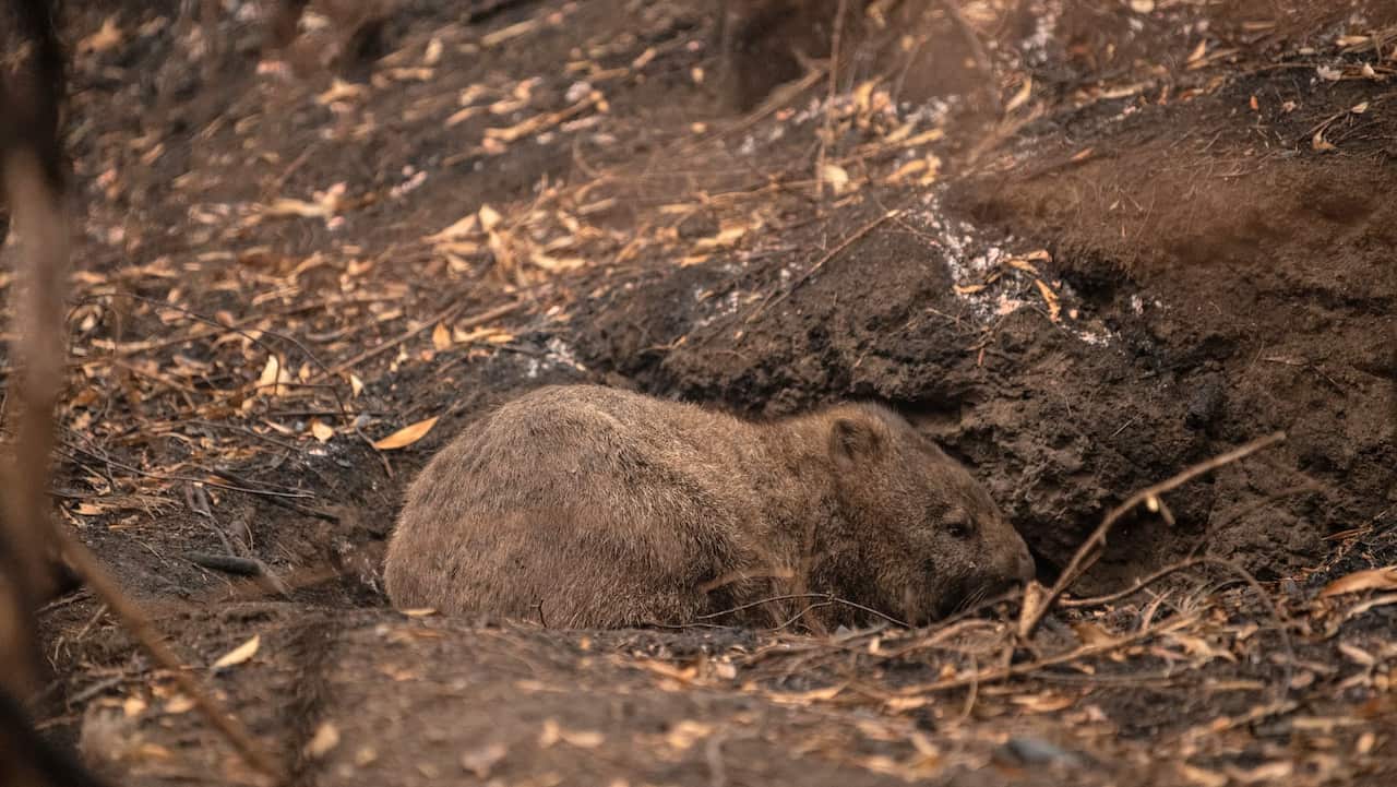 A wild Wombat is seen in burnt-out bushland near Cobargo, Thursday, January 16, 2020. Bushfires swept through Cobargo on New Years Eve 2019 destroying several homes and businesses.