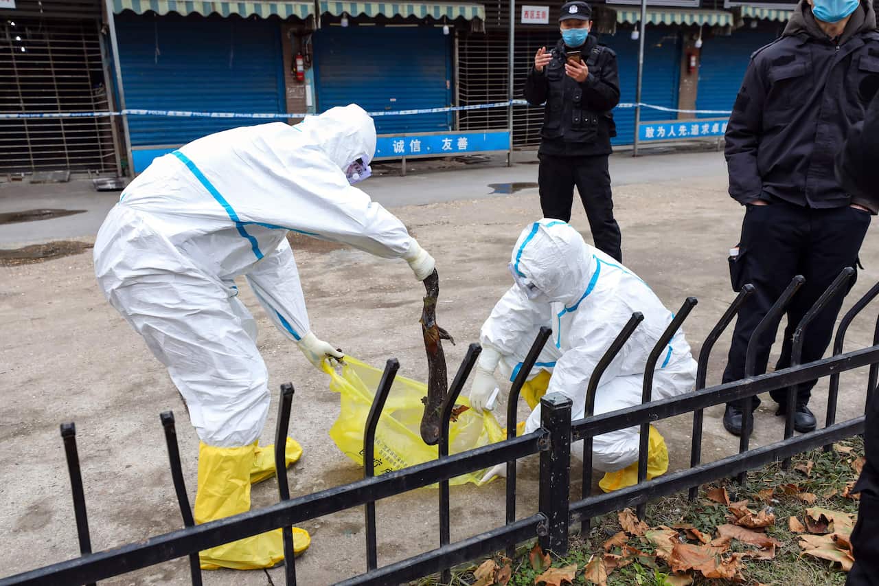 Workers in protective gear catch a giant salamander that was reported to have escaped from the Huanan Seafood Market in Wuhan