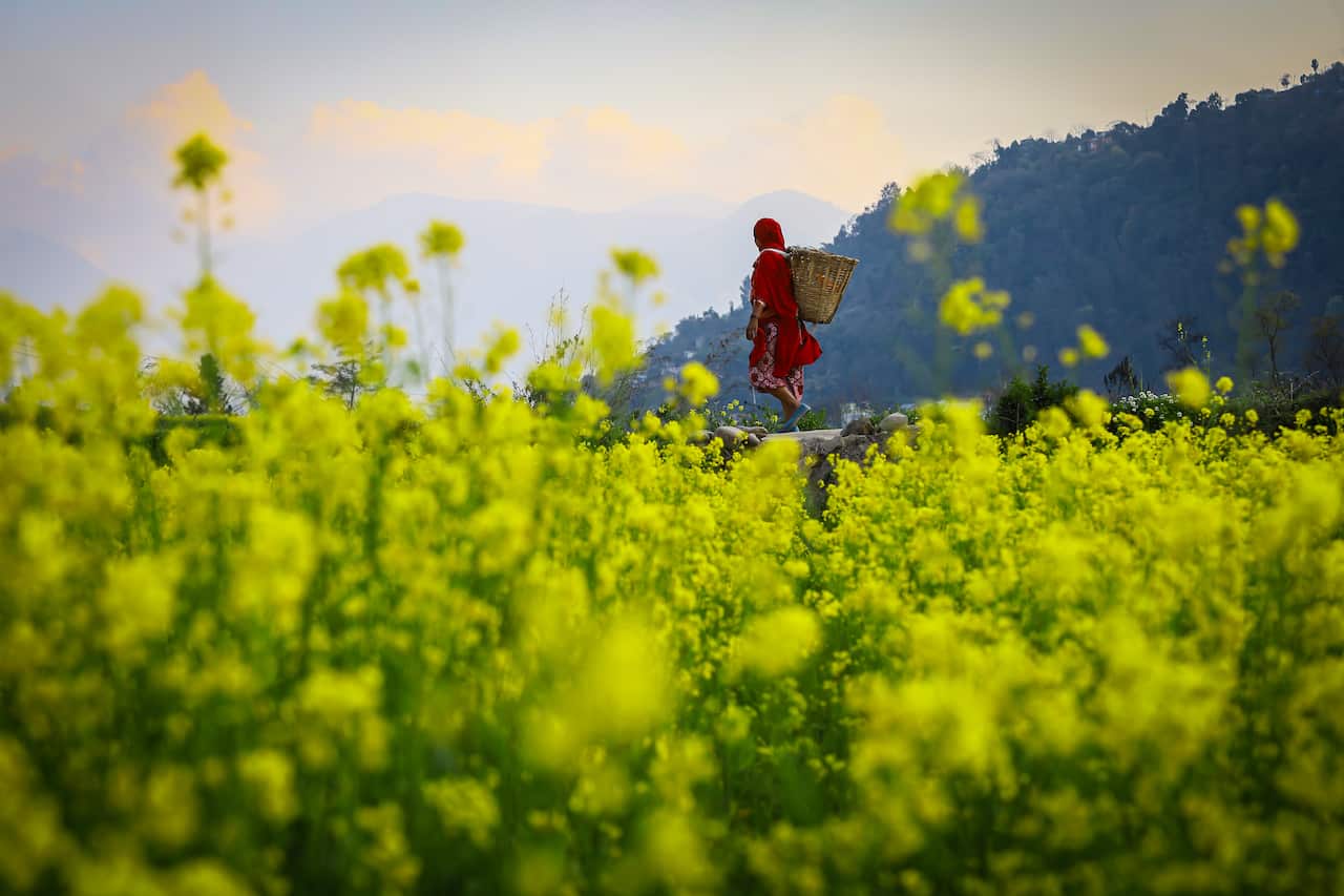Khokana is a traditional village known as a key mustard oil manufacturer in Kathmandu valley, The oil is still extracted using wooden machines where production is 200 to 250 litres of oil per day