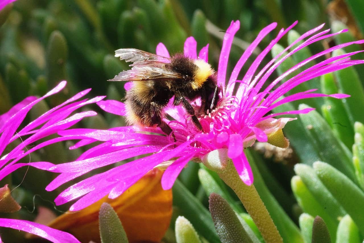 A bee is busy pollinating a flower on May 20, 2020.