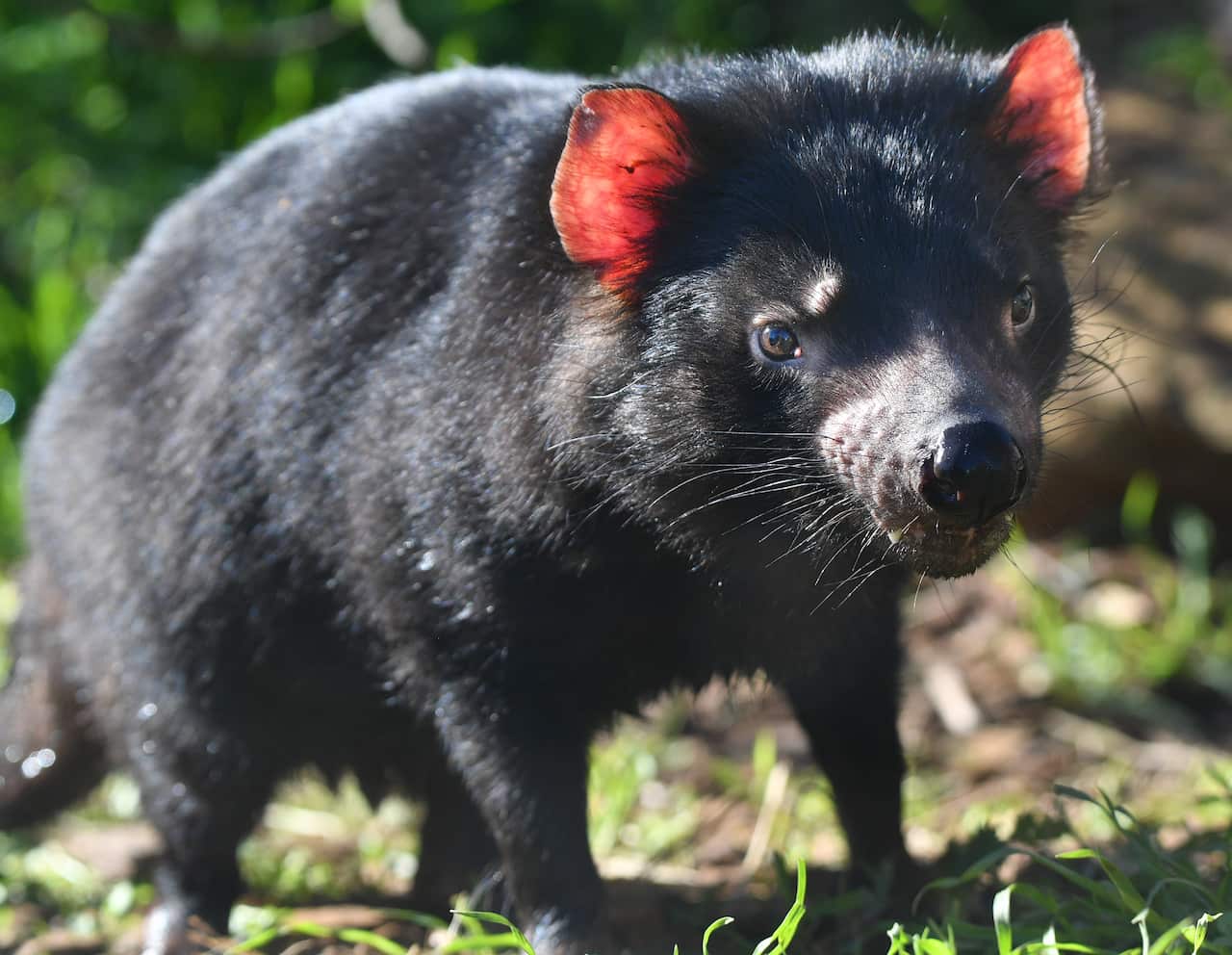 A Tasmanian Devil during the reopening of Monarto Safari Park in Adelaide, Monday, June 29, 2020. (AAP Image/David Mariuz) NO ARCHIVING