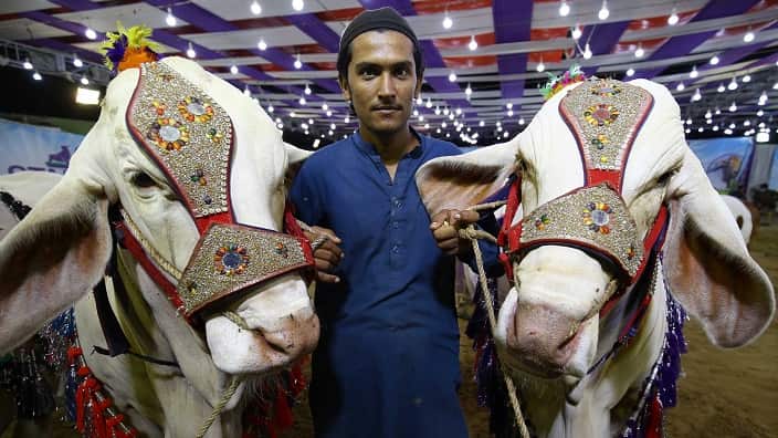 Sacrificial animals are put on sale at a local cattle market ahead of the Muslim festival of Eid al-Adha in Karachi, Pakistan, 22 July 2020.