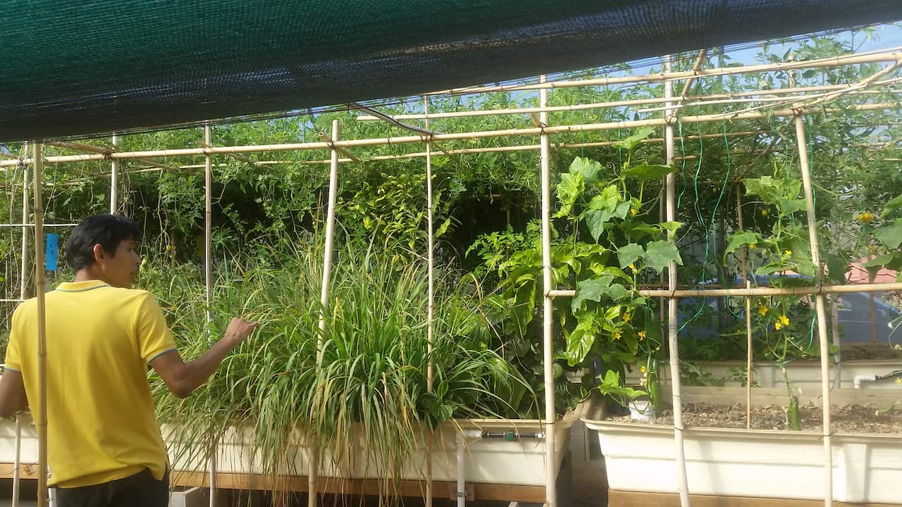 พืชผักออร์แกนิกส์ที่งอกงามในฟาร์มรัก