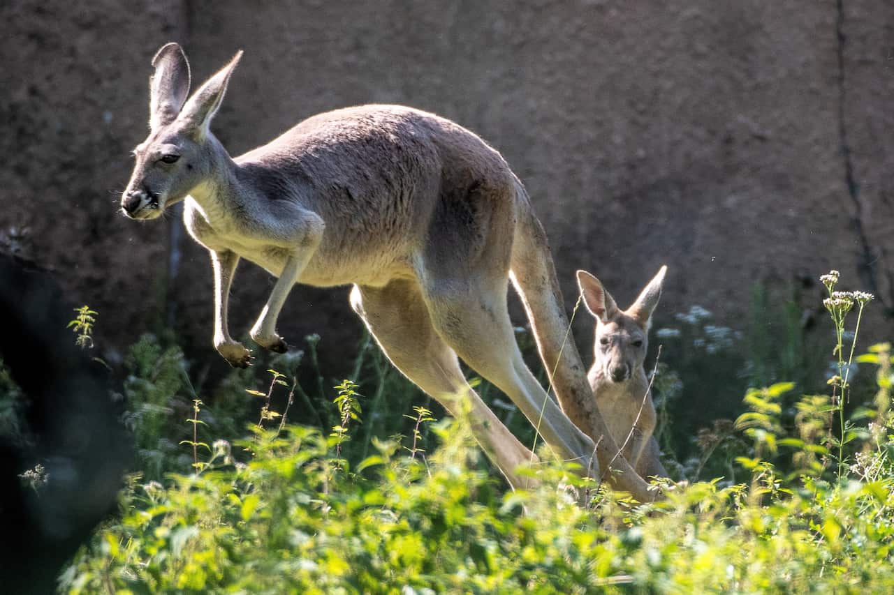 epa08656571 A young kangaroo in its enclosure at the zoo in Lodz, central Poland, 09 September 2020.  EPA/Grzegorz Michalowski POLAND OUT