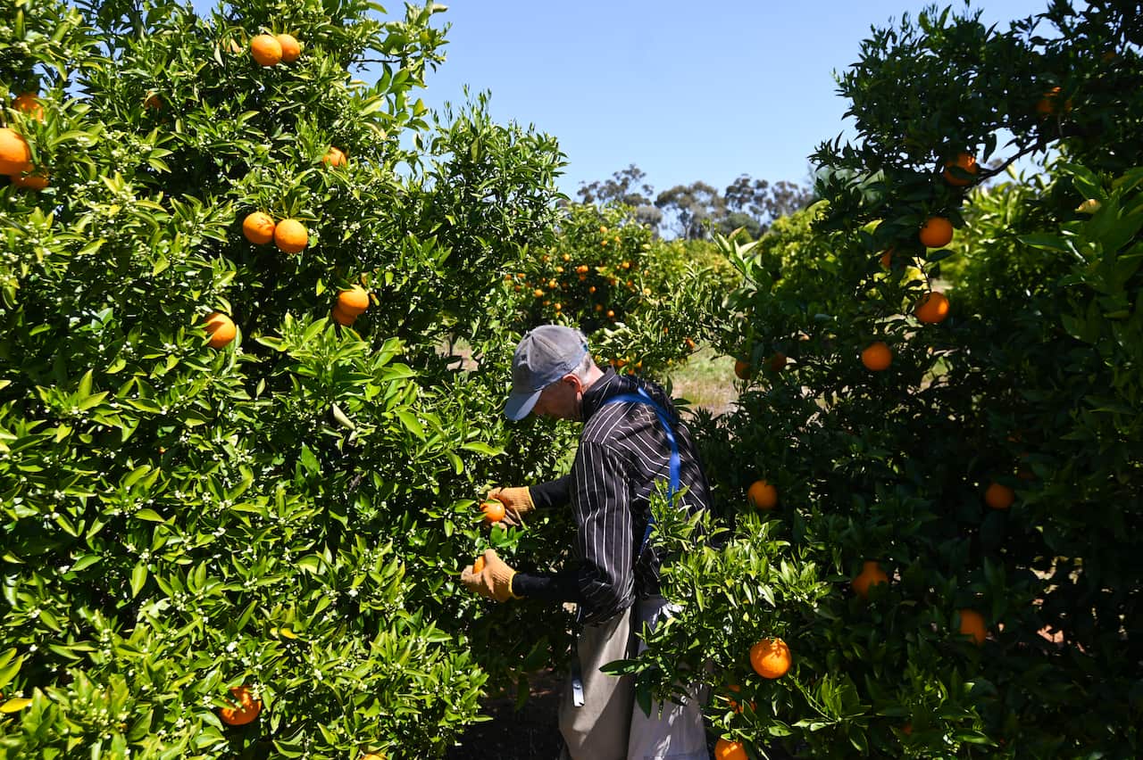 Fruit picker Wayne Smith harvests oranges on a farm near Leeton, NSW, Thursday, October 1, 2020. Australia's fruit and vegetable farmers need an extra 26,000 workers to harvest their crops this summer, according to research by Ernest and Young illustratin