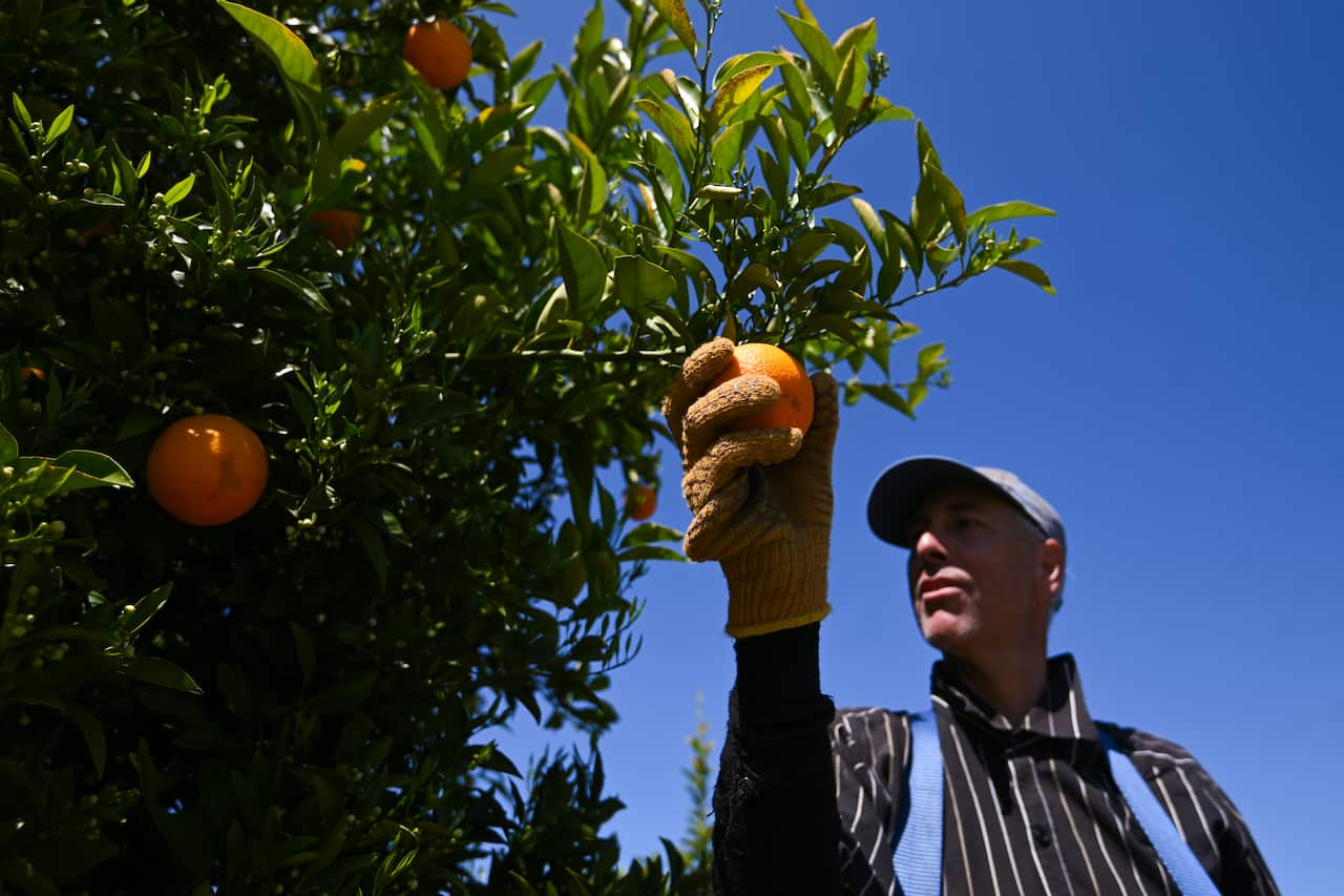Fruit picker Wayne Smith harvests oranges on a farm near Leeton, NSW, Thursday, October 1, 2020. 