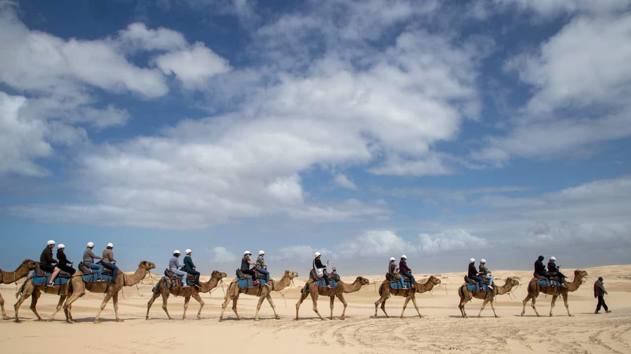 Camels being used to carry tourists in the Australian outback.
