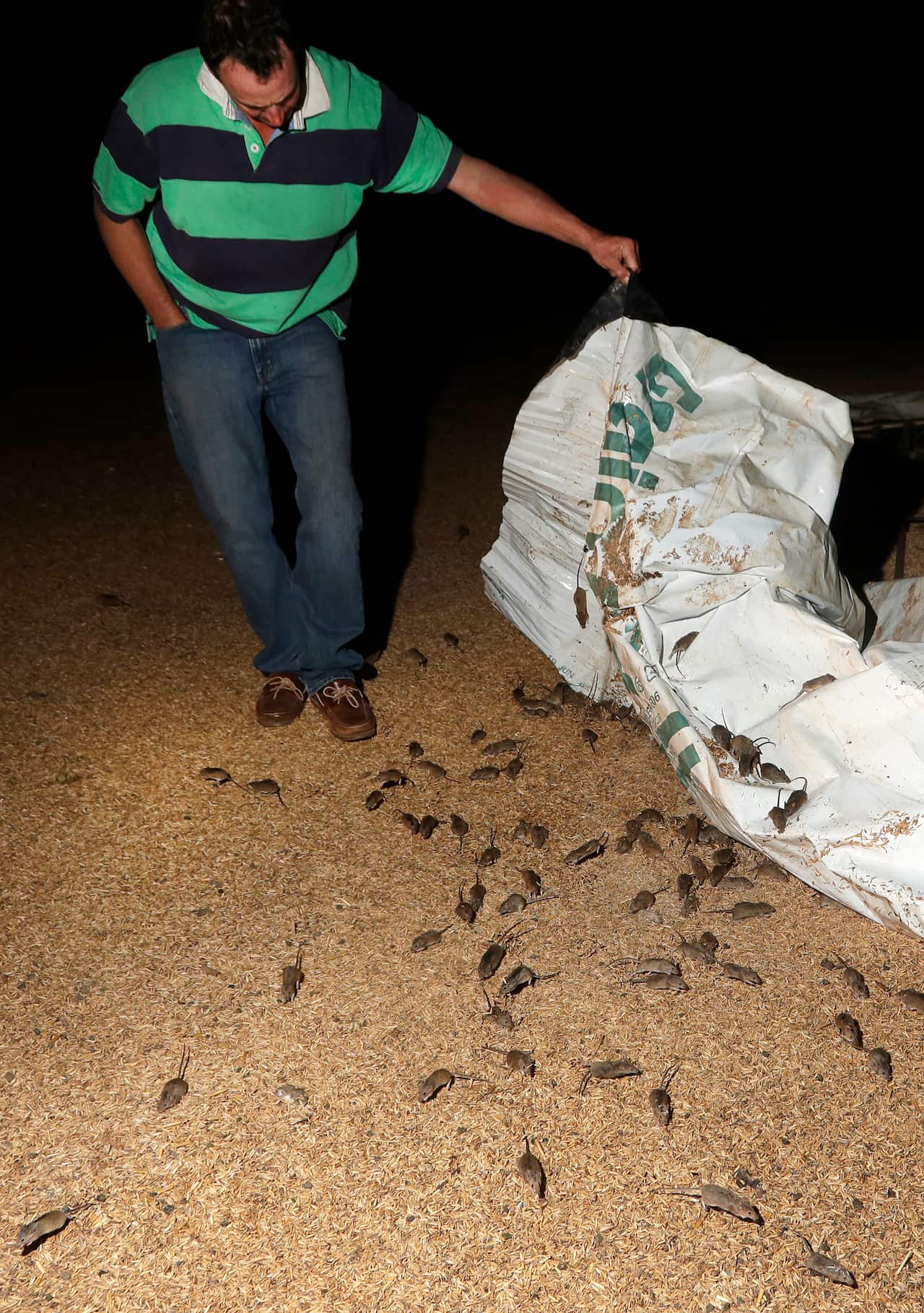 Eric Fishpool lifts a tarpaulin covering stored grain as mice scurry around on his farm near Tottenham, Australia, Wednesday, May 19
