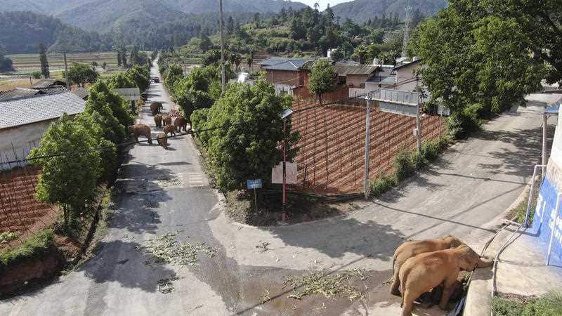 In this photo taken June 4, 2021 and released by Yunnan Forest Fire Brigade, a migrating herd of elephants roam through farmlands of Shuanghe Township, Jinning District of Kunming city in southwestern China's Yunnan Province.