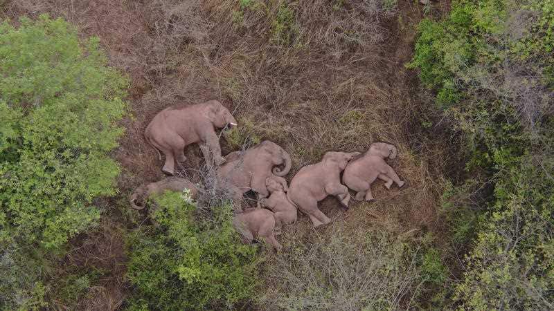 In this photo taken June 4, 2021 and released by Yunnan Forest Fire Brigade, a migrating herd of elephants roam through farmlands of Shuanghe Township, Jinning District of Kunming city in southwestern China's Yunnan Province.