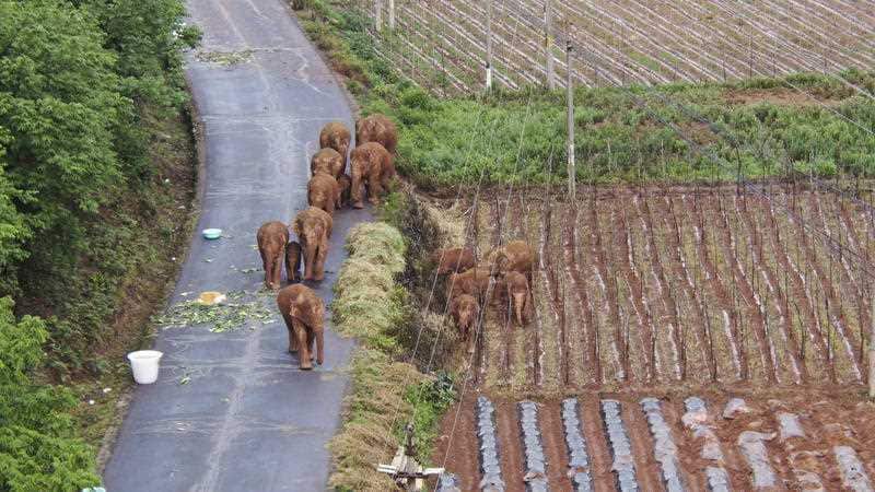 In this photo taken June 4, 2021 and released by Yunnan Forest Fire Brigade, a migrating herd of elephants roam through farmlands of Shuanghe Township, Jinning District of Kunming city in southwestern China's Yunnan Province.