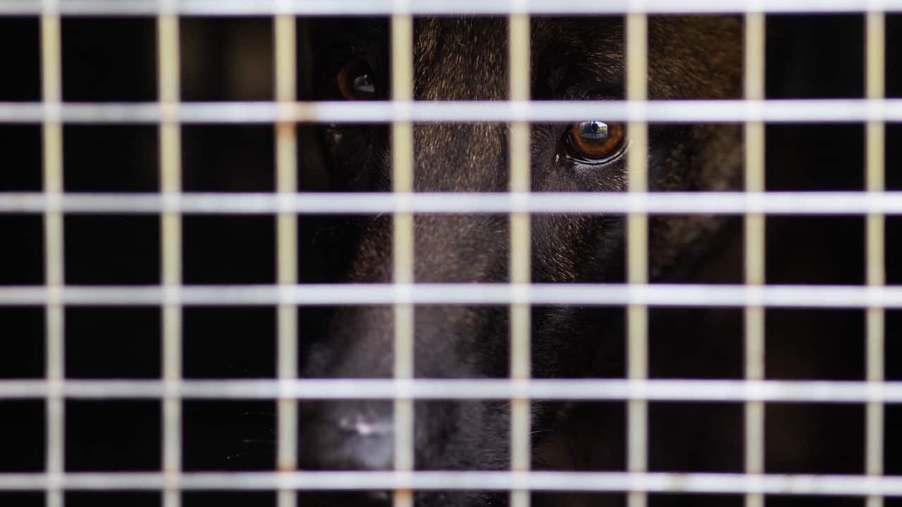 An abandoned dog waits in a cage in the pound truck as he enters an animal shelter