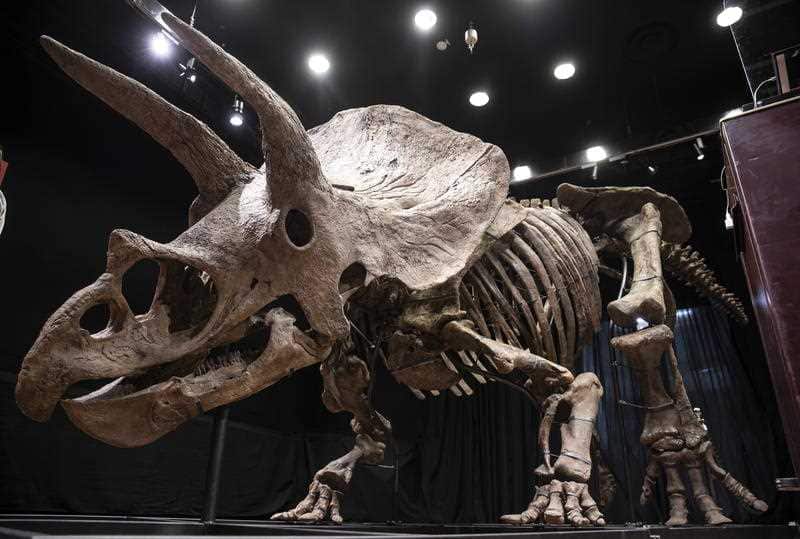 General view of the skeleton of a fossilized Triceratops dinosaur at the Drouot auction house in Paris, France, 21 October 2021. 