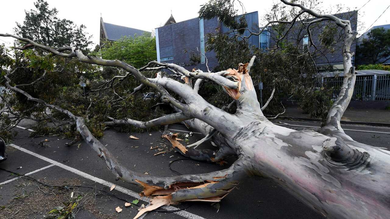 A fallen tree is seen in West Melbourne, Friday, October 29, 2021.