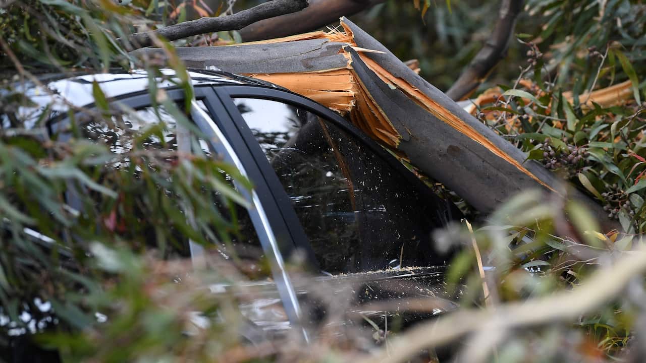 A crushed car is seen under a fallen tree in West Melbourne, Friday, October 29, 2021