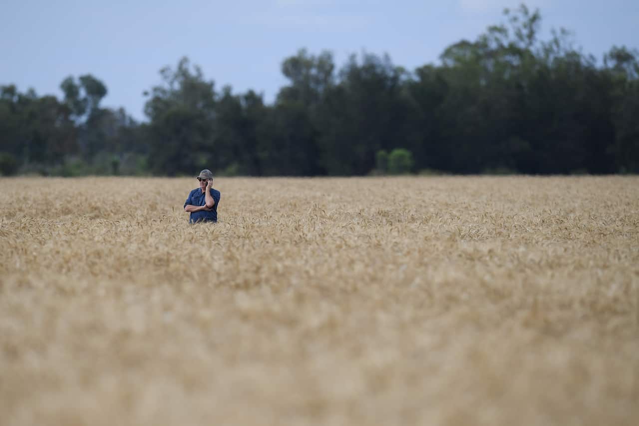 The wheat harvest gets under way on the property of grain producer Matthew Madden (pictured) near Moree, Tuesday, November 2, 2021. Wheat crops across regional New South Wales are producing record yields with labour shortages a concern to farmers. 